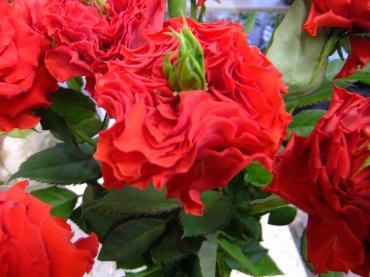 エキサイティングメイアン｜「アライ花店」　（山形県山形市の花キューピット加盟店 花屋）のブログ