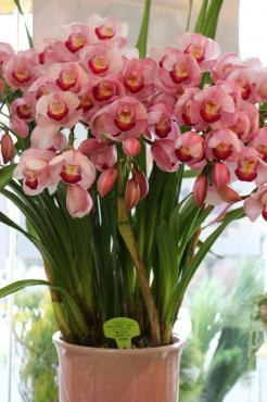 シンビジューム♬｜「アライ花店」　（山形県山形市の花キューピット加盟店 花屋）のブログ