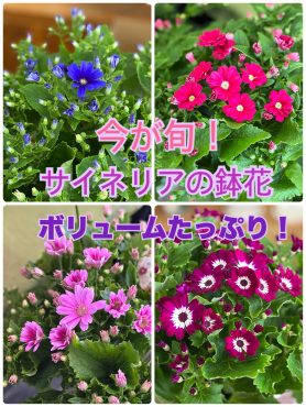 サイネリアの鉢花が美しいので・・・｜「フラワーショップはなまつ」　（京都府宇治市の花キューピット加盟店 花屋）のブログ