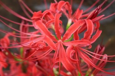 彼岸入り｜「アライ花店」　（山形県山形市の花キューピット加盟店 花屋）のブログ