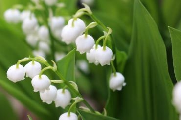 植木市｜「アライ花店」　（山形県山形市の花キューピット加盟店 花屋）のブログ