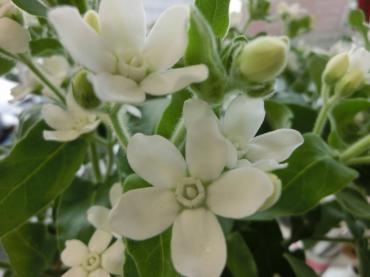 ホワイトスター｜「アライ花店」　（山形県山形市の花キューピット加盟店 花屋）のブログ