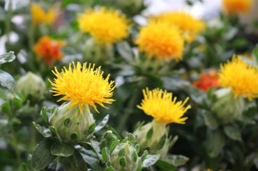 ベニバナ入荷中！｜「アライ花店」　（山形県山形市の花キューピット加盟店 花屋）のブログ
