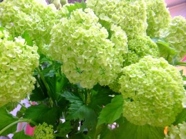 ビバーナム｜「アライ花店」　（山形県山形市の花キューピット加盟店 花屋）のブログ