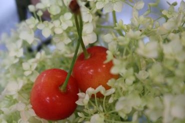 さくらんぼ｜「アライ花店」　（山形県山形市の花キューピット加盟店 花屋）のブログ