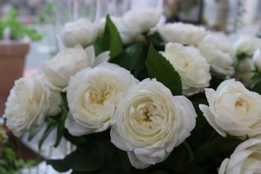  フェアビアンカ♬｜「アライ花店」　（山形県山形市の花キューピット加盟店 花屋）のブログ