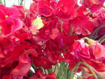赤いスイートピー｜「アライ花店」　（山形県山形市の花キューピット加盟店 花屋）のブログ