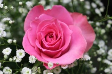 花っていいな。。。！｜「アライ花店」　（山形県山形市の花キューピット加盟店 花屋）のブログ