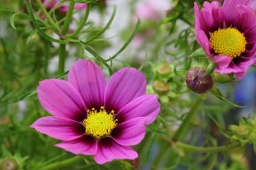 お中日｜「アライ花店」　（山形県山形市の花キューピット加盟店 花屋）のブログ