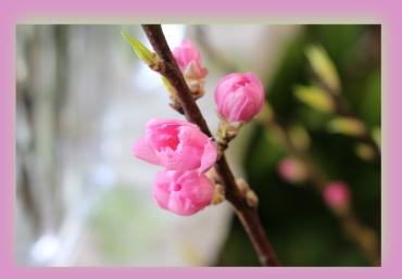 桃の花入荷しております♬｜「アライ花店」　（山形県山形市の花キューピット加盟店 花屋）のブログ