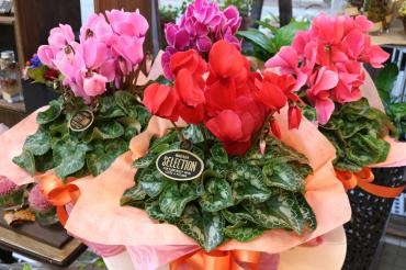 シクラメン♬｜「アライ花店」　（山形県山形市の花キューピット加盟店 花屋）のブログ