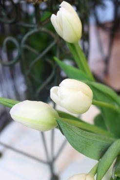 10月も最後ですね♬｜「アライ花店」　（山形県山形市の花キューピット加盟店 花屋）のブログ