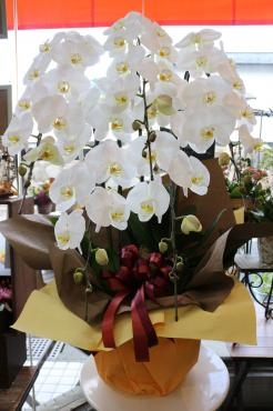 お祝い用胡蝶蘭｜「アライ花店」　（山形県山形市の花キューピット加盟店 花屋）のブログ