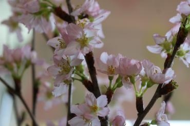 今日は大寒｜「アライ花店」　（山形県山形市の花キューピット加盟店 花屋）のブログ