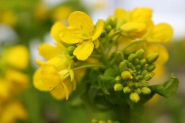 保育園さんにてフラワーアレンジ教室♬｜「アライ花店」　（山形県山形市の花キューピット加盟店 花屋）のブログ