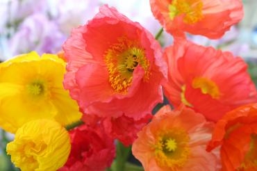彼岸入り｜「アライ花店」　（山形県山形市の花キューピット加盟店 花屋）のブログ