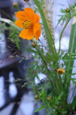 今日は日本一の芋煮会｜「アライ花店」　（山形県山形市の花キューピット加盟店 花屋）のブログ