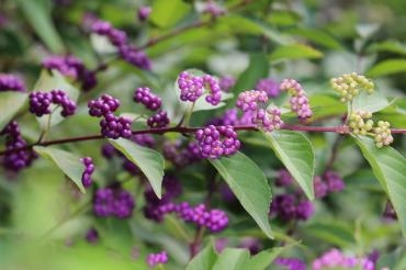秋彼岸も終わり・・・｜「アライ花店」　（山形県山形市の花キューピット加盟店 花屋）のブログ