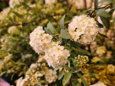 ぼたん雪｜「花里」　（神奈川県逗子市の花キューピット加盟店 花屋）のブログ