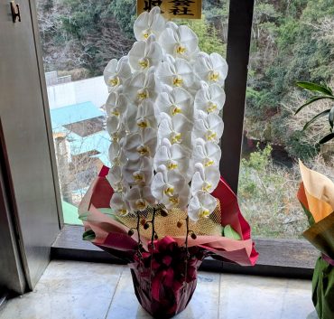 奥道後壱湯の守　別邸　坪中川様｜オープン御祝｜胡蝶蘭｜観葉植物｜愛媛松山｜「パールフローラ」　（愛媛県松山市の花キューピット加盟店 花屋）のブログ