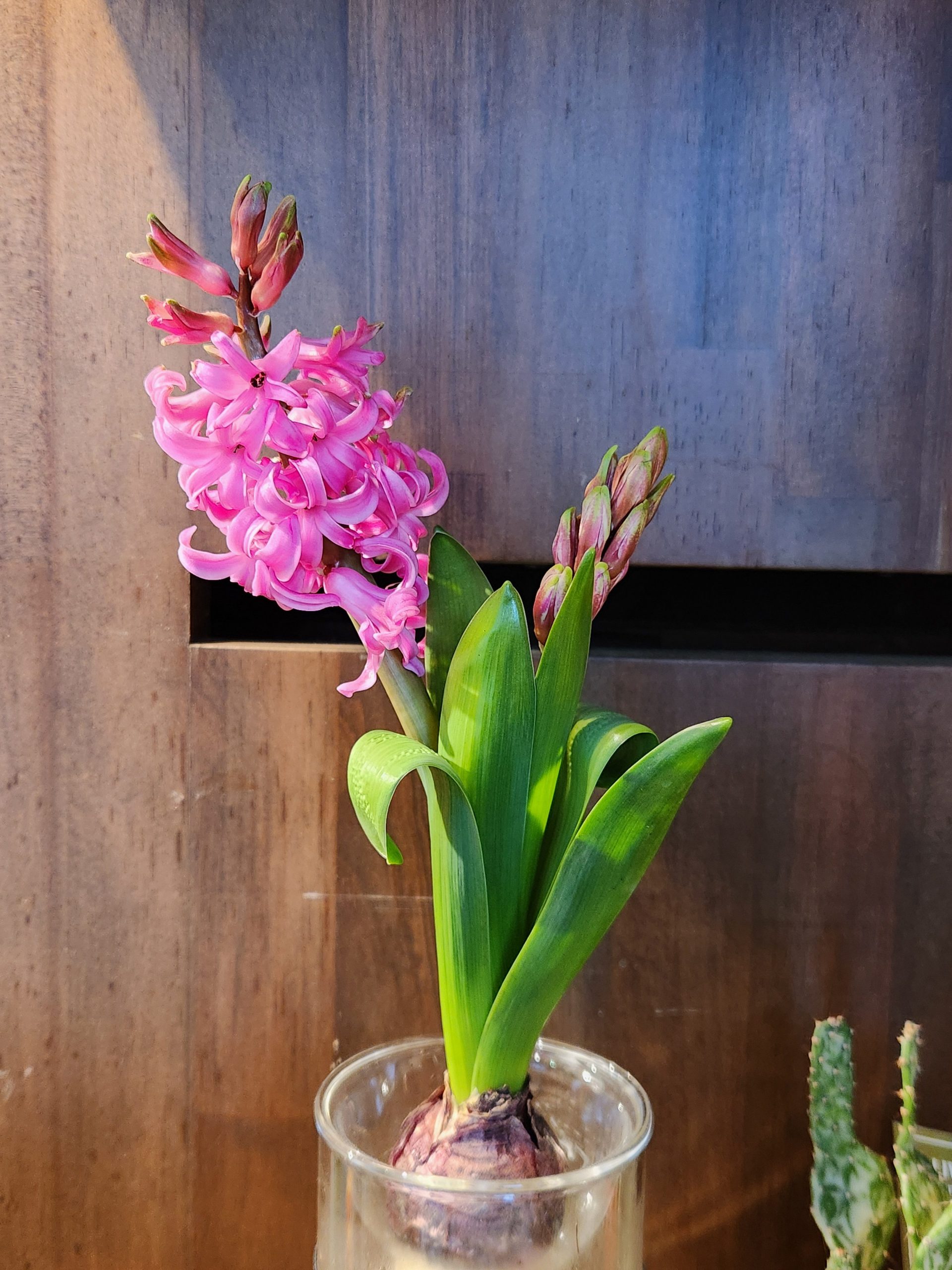 Ｙ字バランス｜「花里」　（神奈川県逗子市の花キューピット加盟店 花屋）のブログ