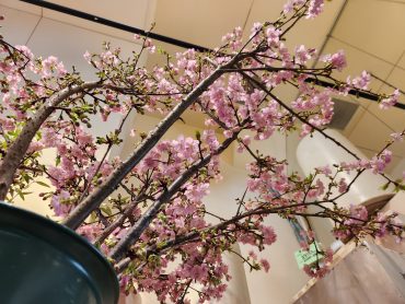 お花見｜「花里」　（神奈川県逗子市の花キューピット加盟店 花屋）のブログ
