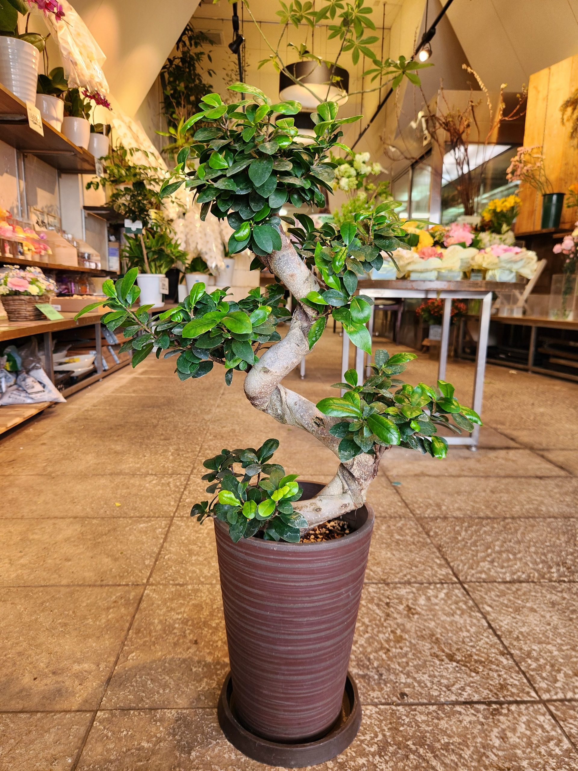 新芽｜「花里」　（神奈川県逗子市の花キューピット加盟店 花屋）のブログ