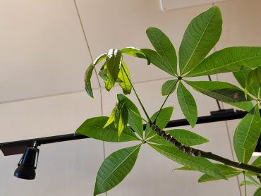 新芽｜「花里」　（神奈川県逗子市の花キューピット加盟店 花屋）のブログ