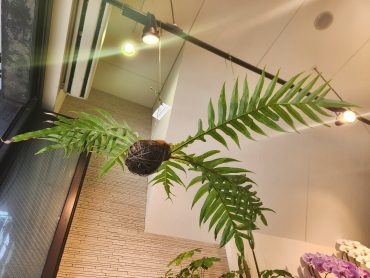 飛ぶ｜「花里」　（神奈川県逗子市の花キューピット加盟店 花屋）のブログ