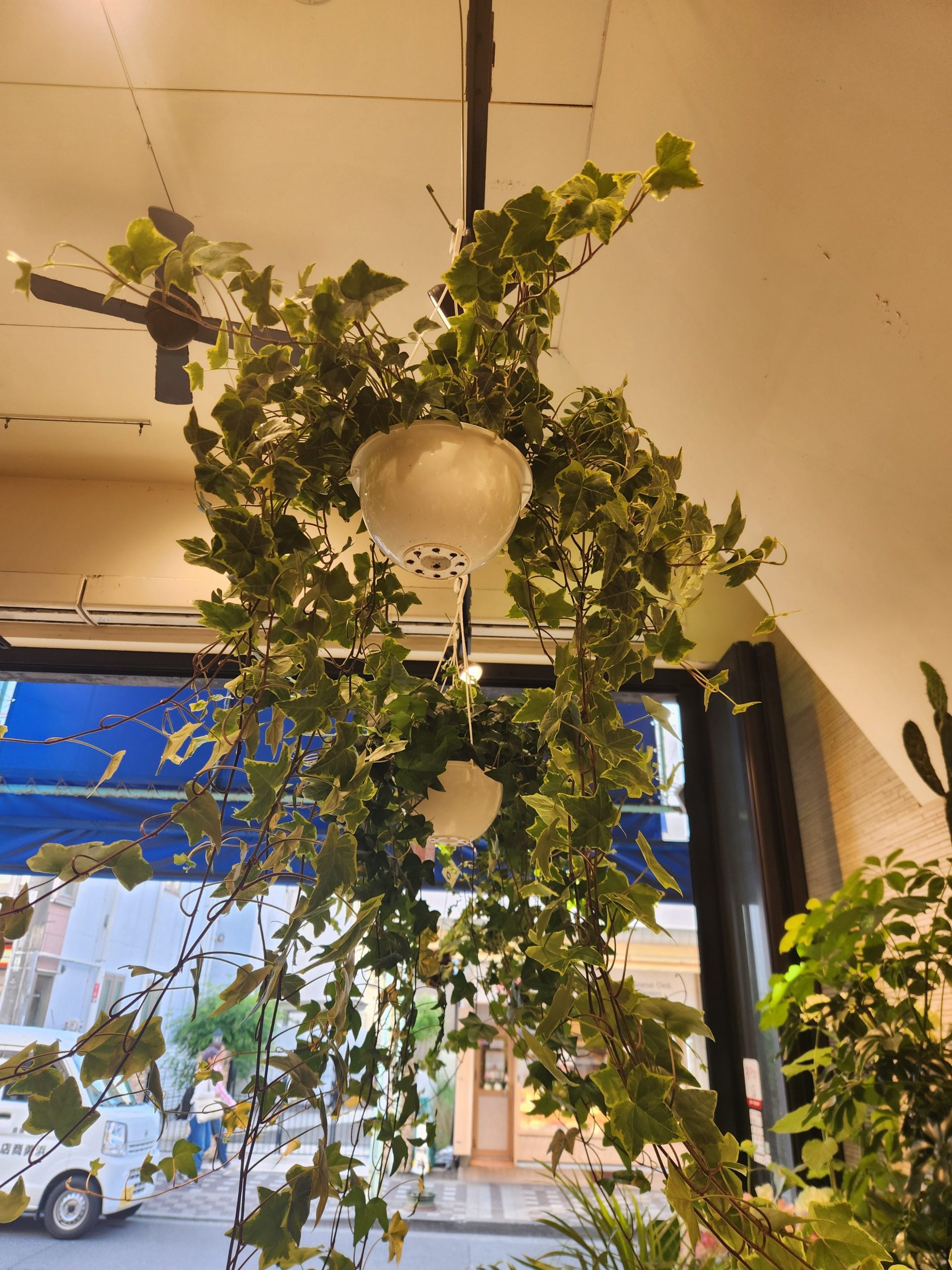 くぐって遊ぶ｜「花里」　（神奈川県逗子市の花キューピット加盟店 花屋）のブログ