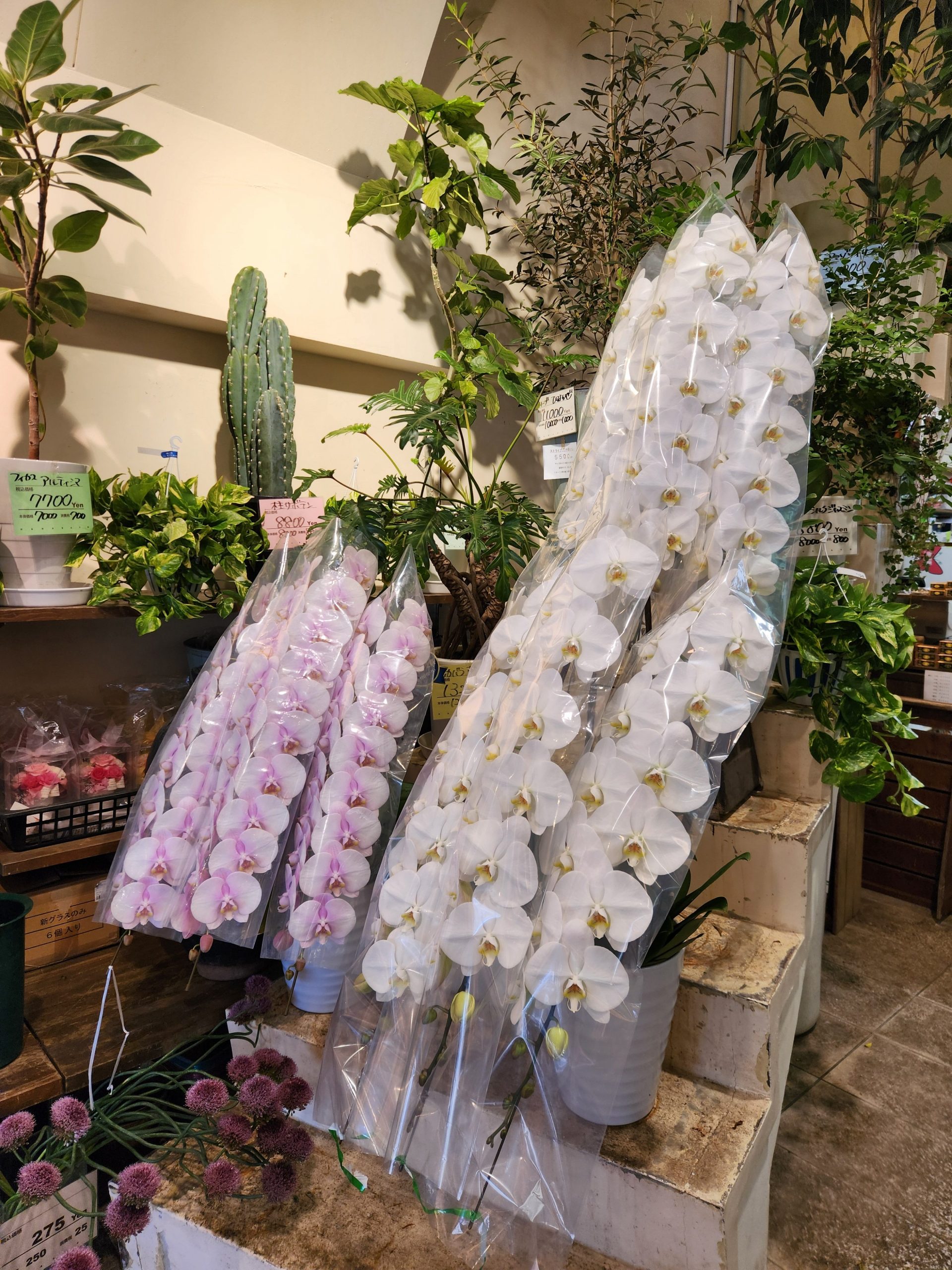 ナイアガラ｜「花里」　（神奈川県逗子市の花キューピット加盟店 花屋）のブログ