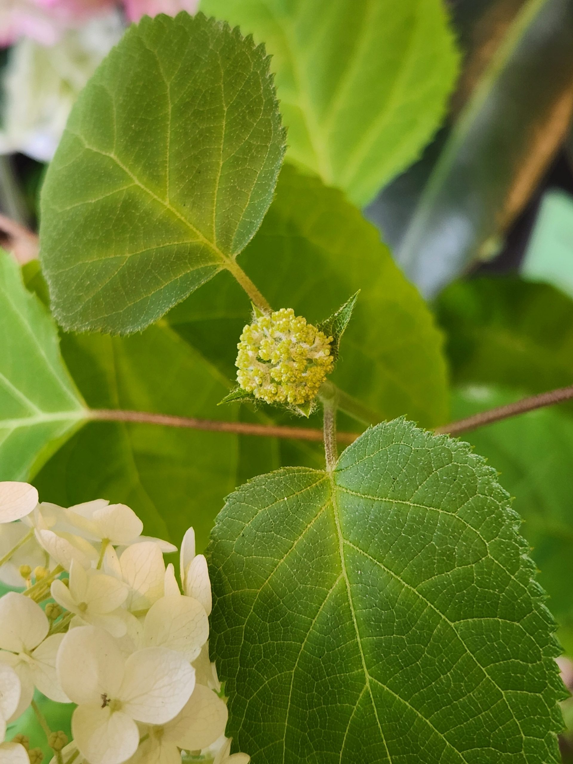 蕾｜「花里」　（神奈川県逗子市の花キューピット加盟店 花屋）のブログ