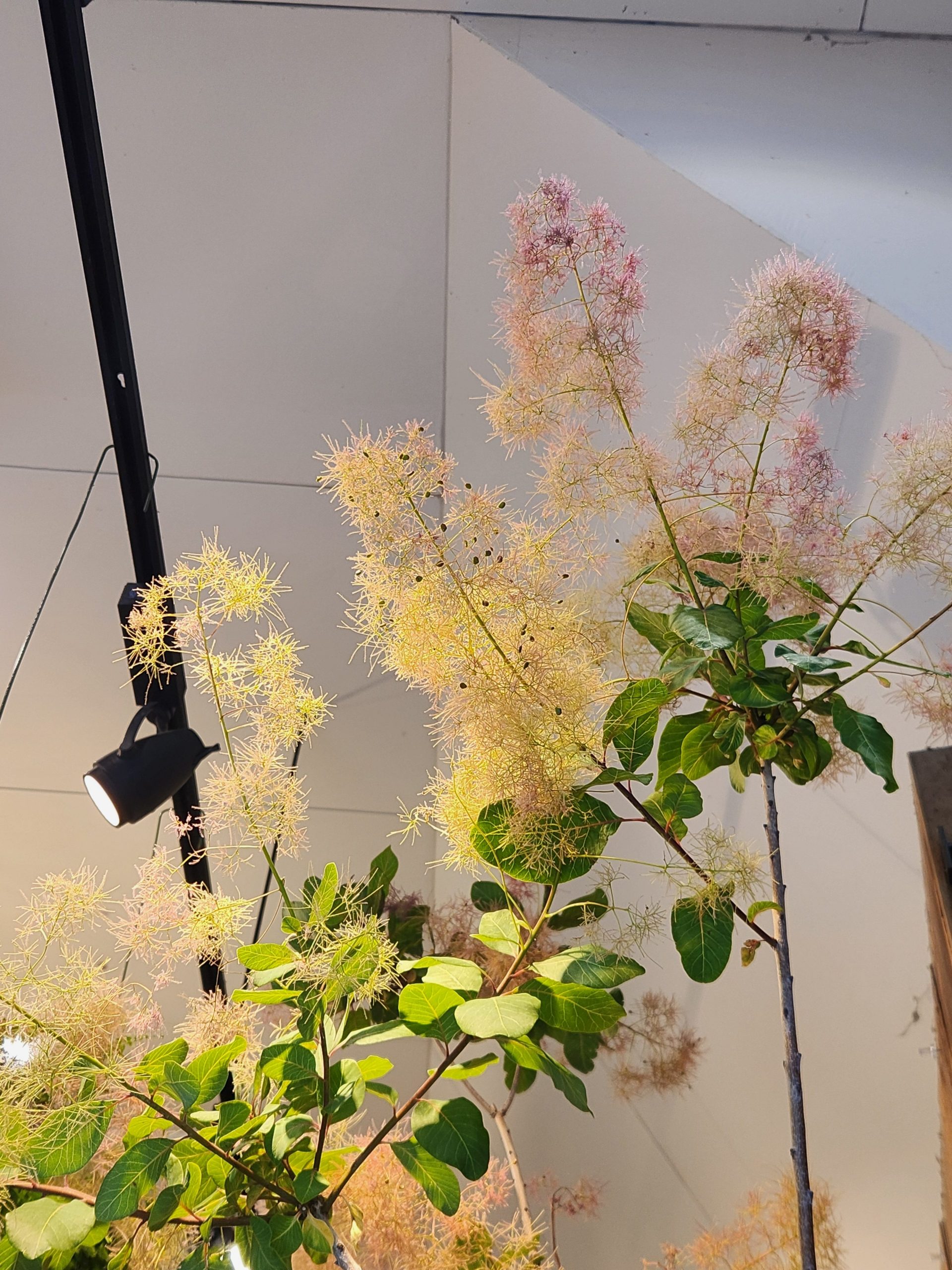 ゆうやけこやけ｜「花里」　（神奈川県逗子市の花キューピット加盟店 花屋）のブログ
