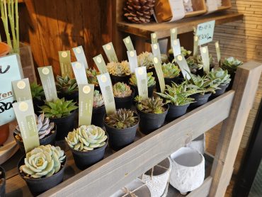 多肉植物｜「花里」　（神奈川県逗子市の花キューピット加盟店 花屋）のブログ