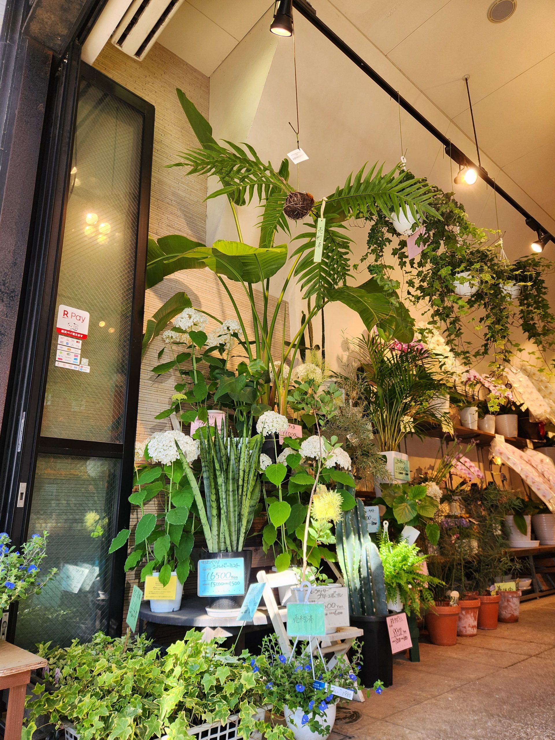 緑｜「花里」　（神奈川県逗子市の花キューピット加盟店 花屋）のブログ