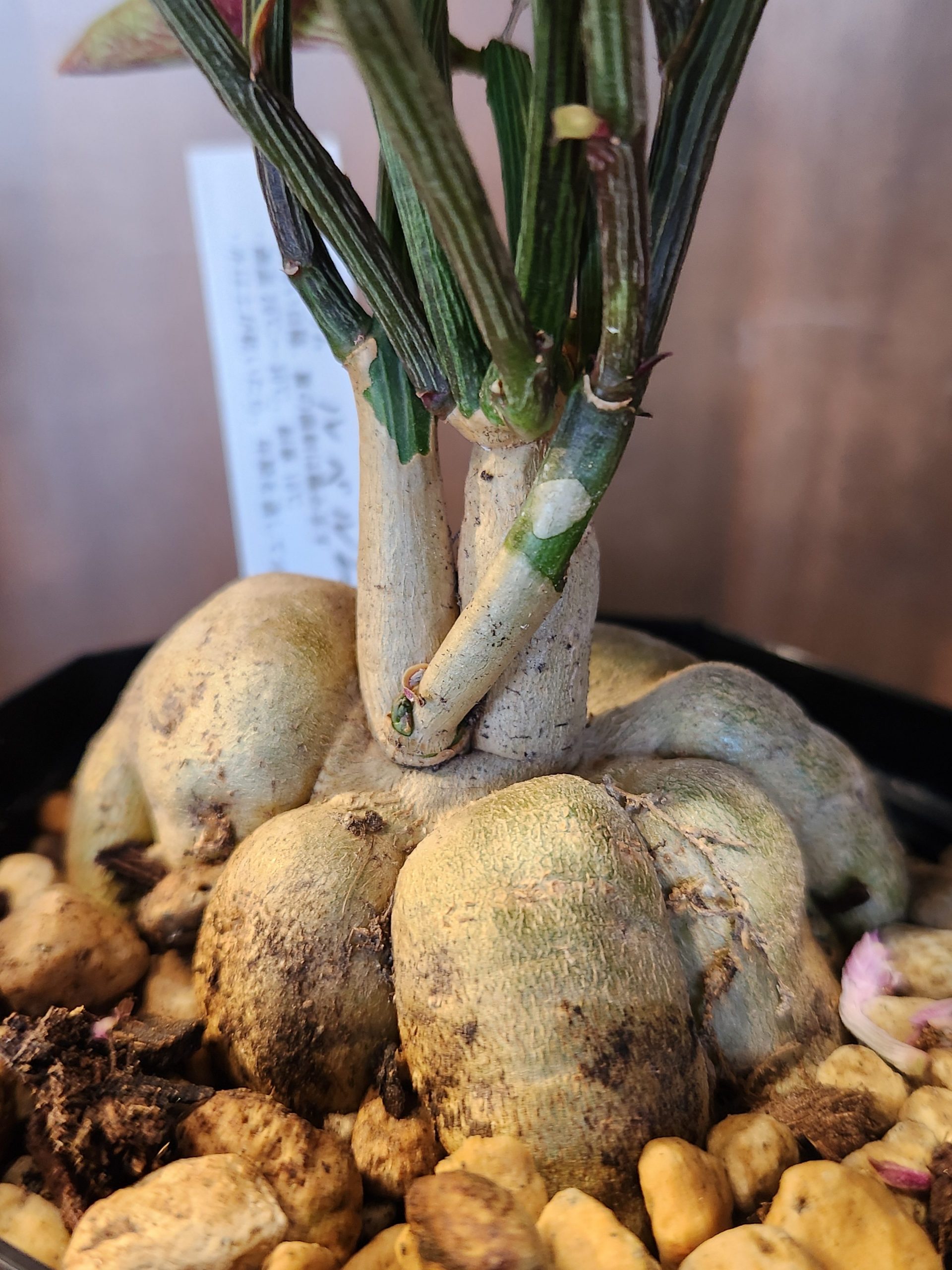 みてみて！｜「花里」　（神奈川県逗子市の花キューピット加盟店 花屋）のブログ
