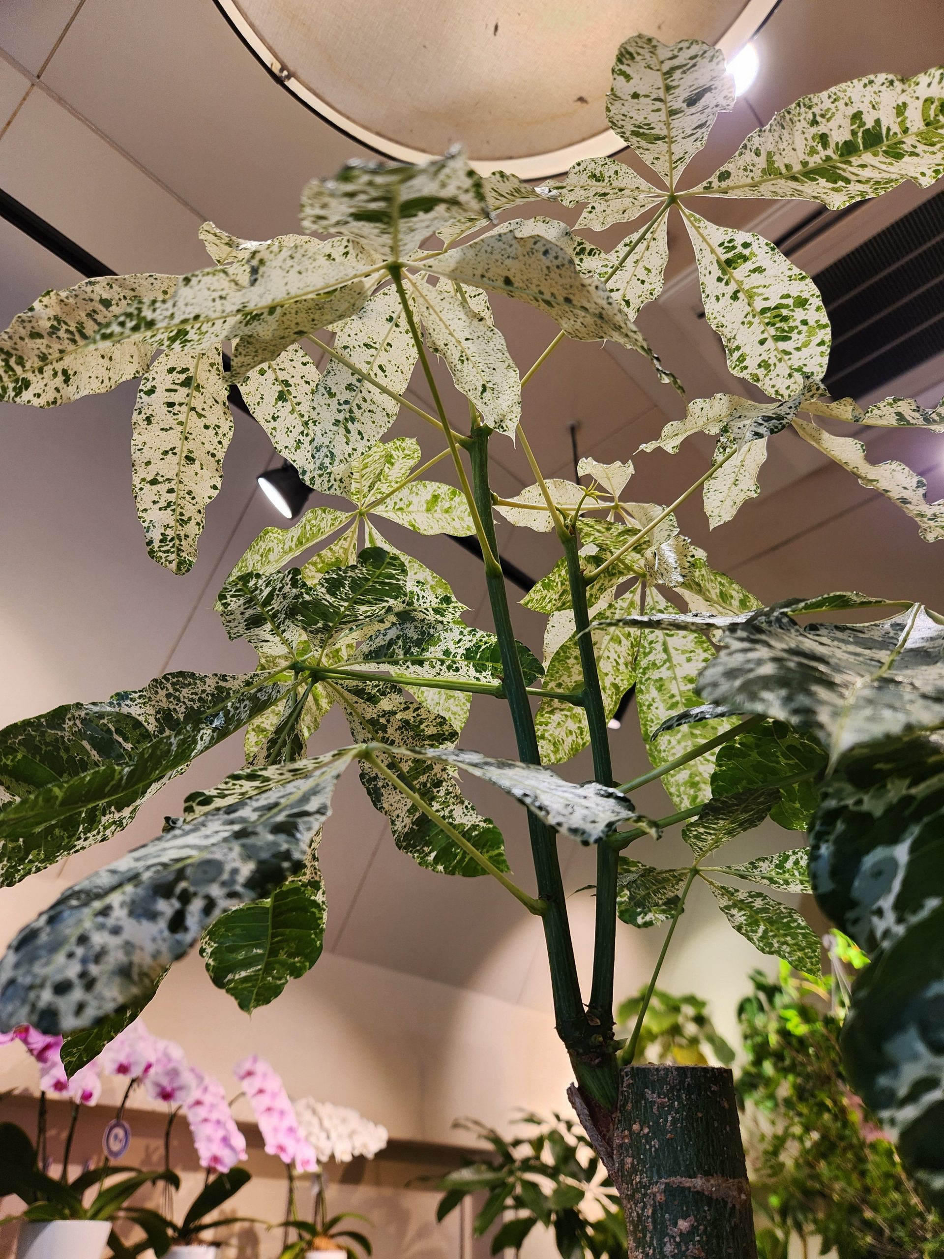 天の川｜「花里」　（神奈川県逗子市の花キューピット加盟店 花屋）のブログ