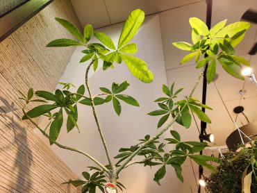 パラソル｜「花里」　（神奈川県逗子市の花キューピット加盟店 花屋）のブログ