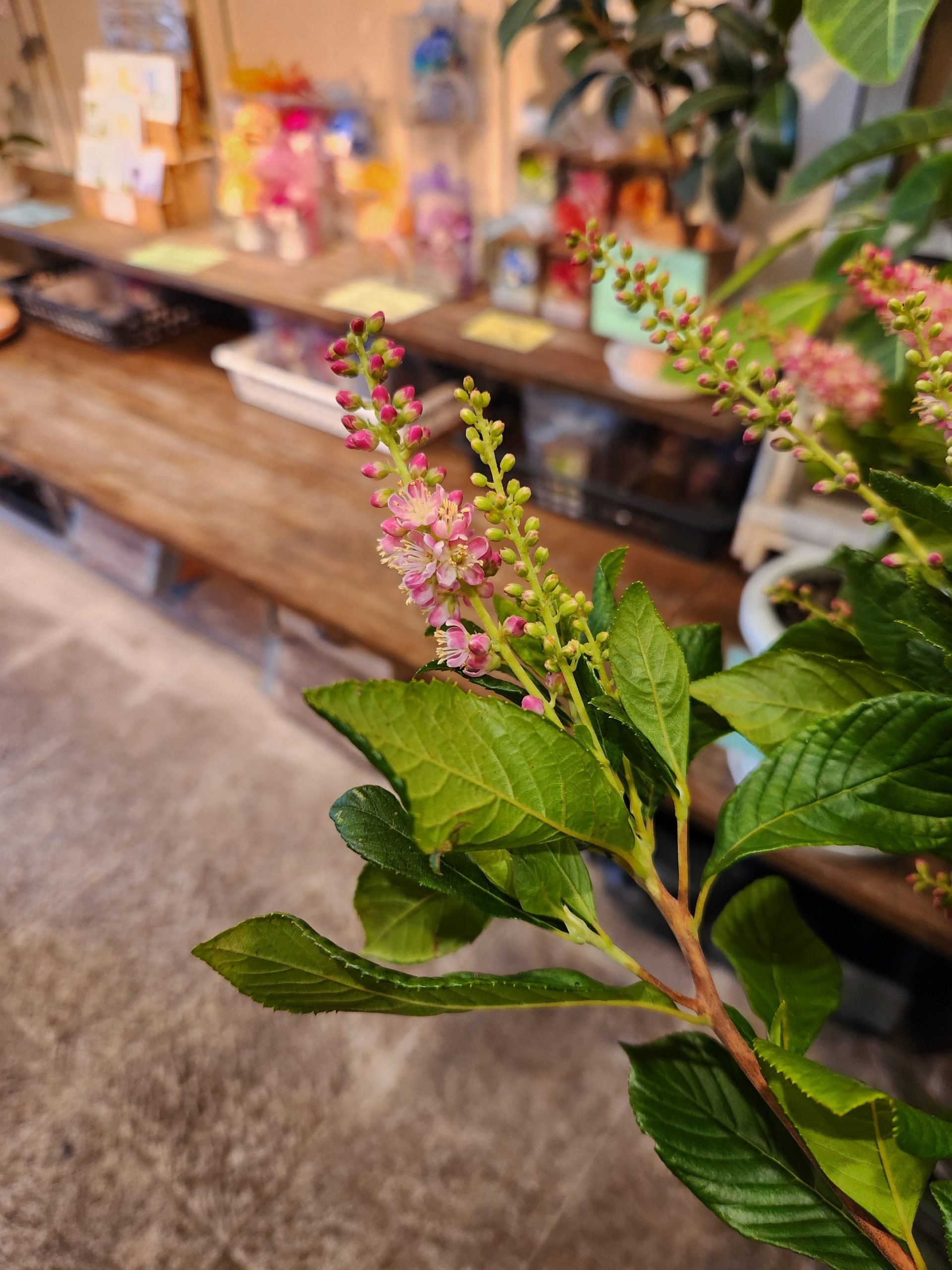 ピンク｜「花里」　（神奈川県逗子市の花キューピット加盟店 花屋）のブログ