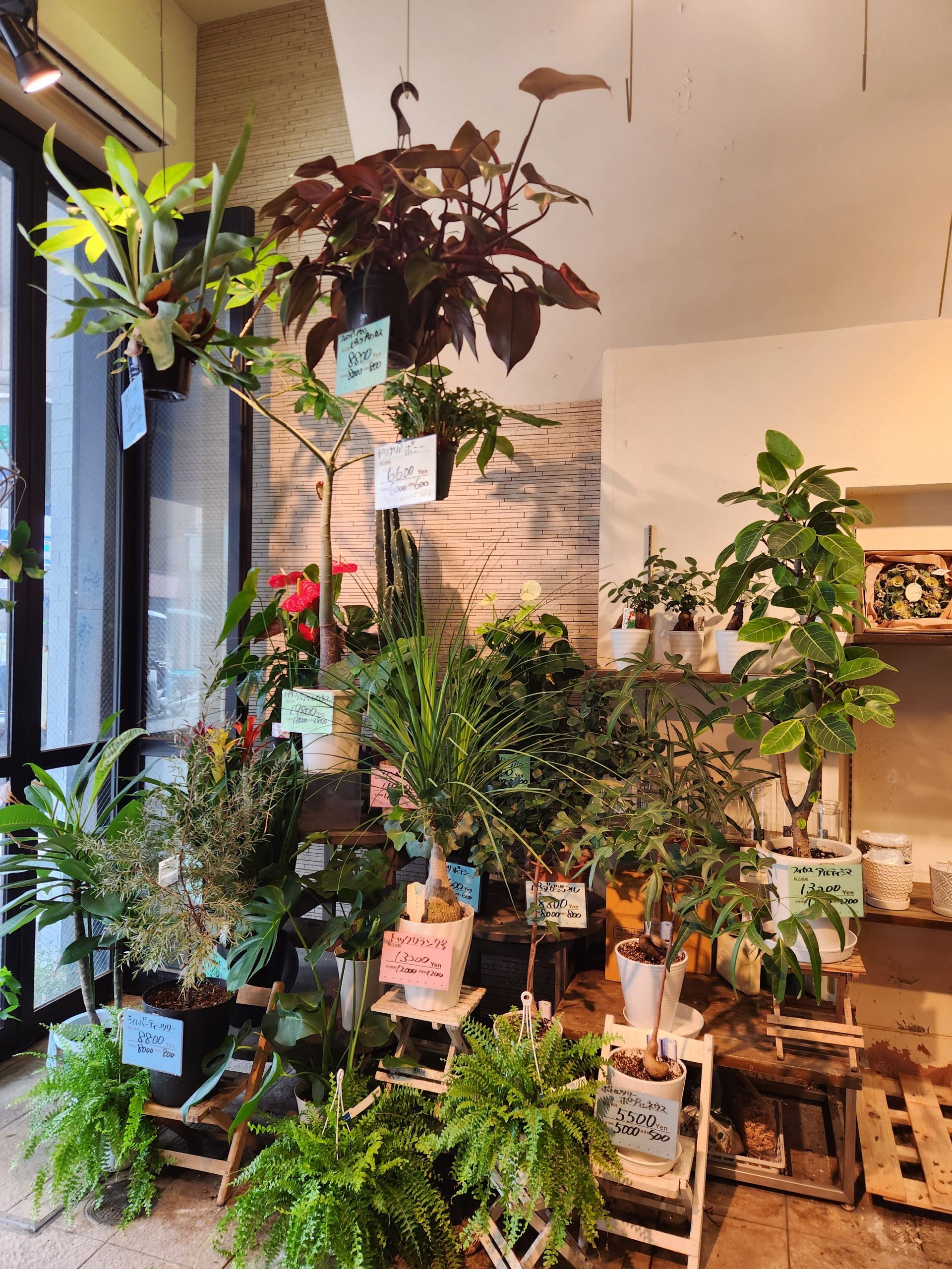 ジャングル｜「花里」　（神奈川県逗子市の花キューピット加盟店 花屋）のブログ