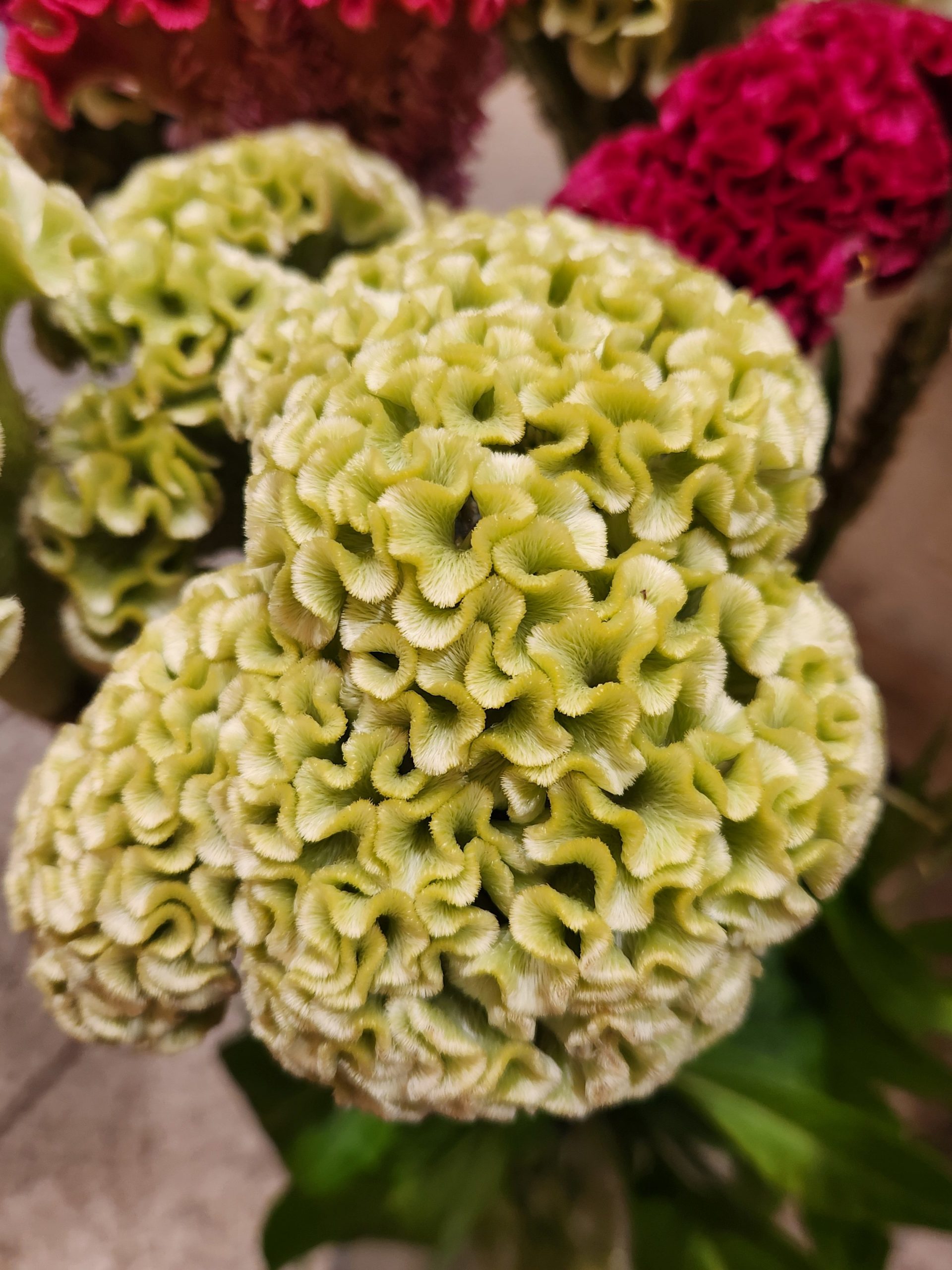 アターック！！｜「花里」　（神奈川県逗子市の花キューピット加盟店 花屋）のブログ