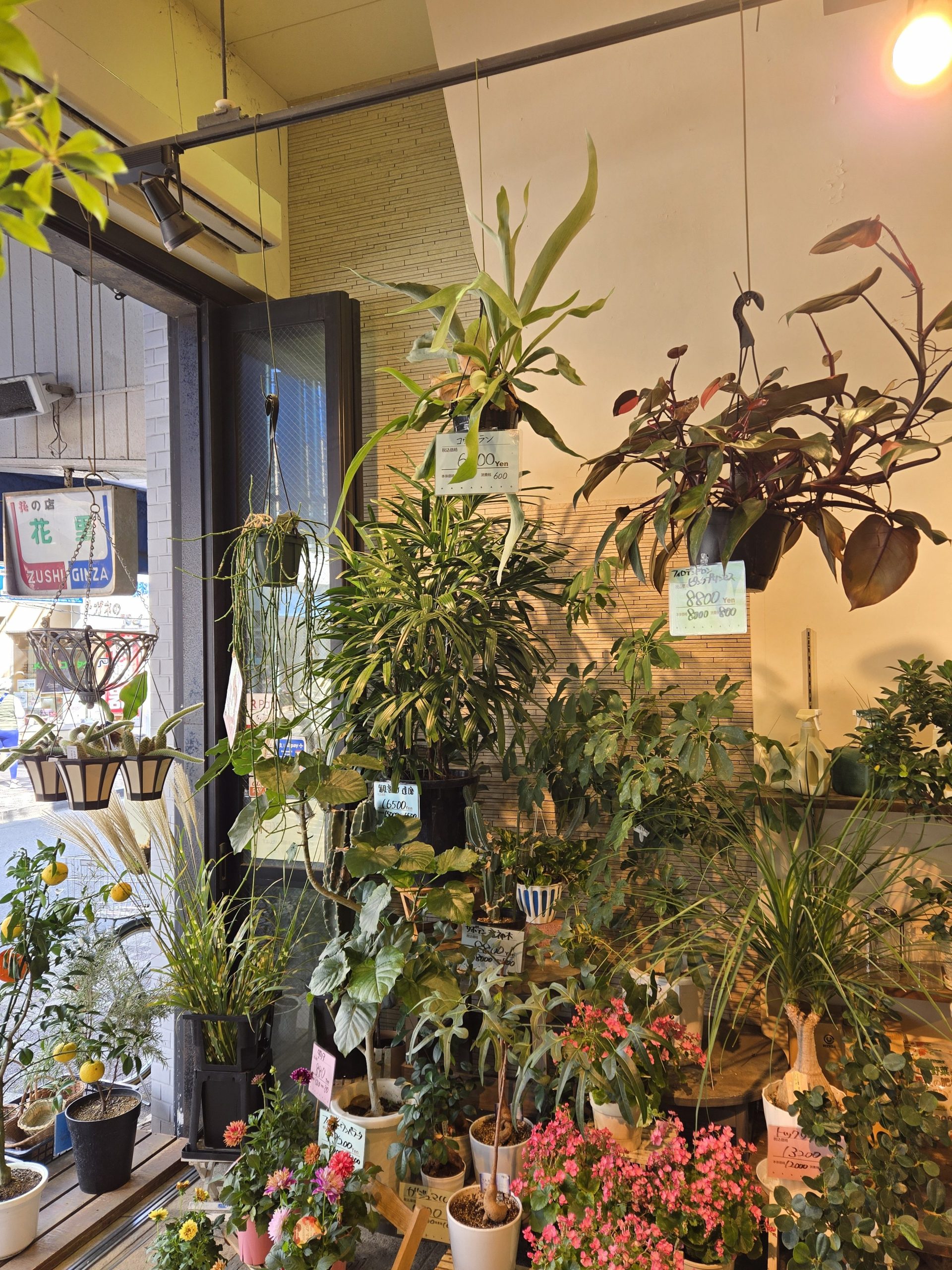 観葉植物セール！｜「花里」　（神奈川県逗子市の花キューピット加盟店 花屋）のブログ