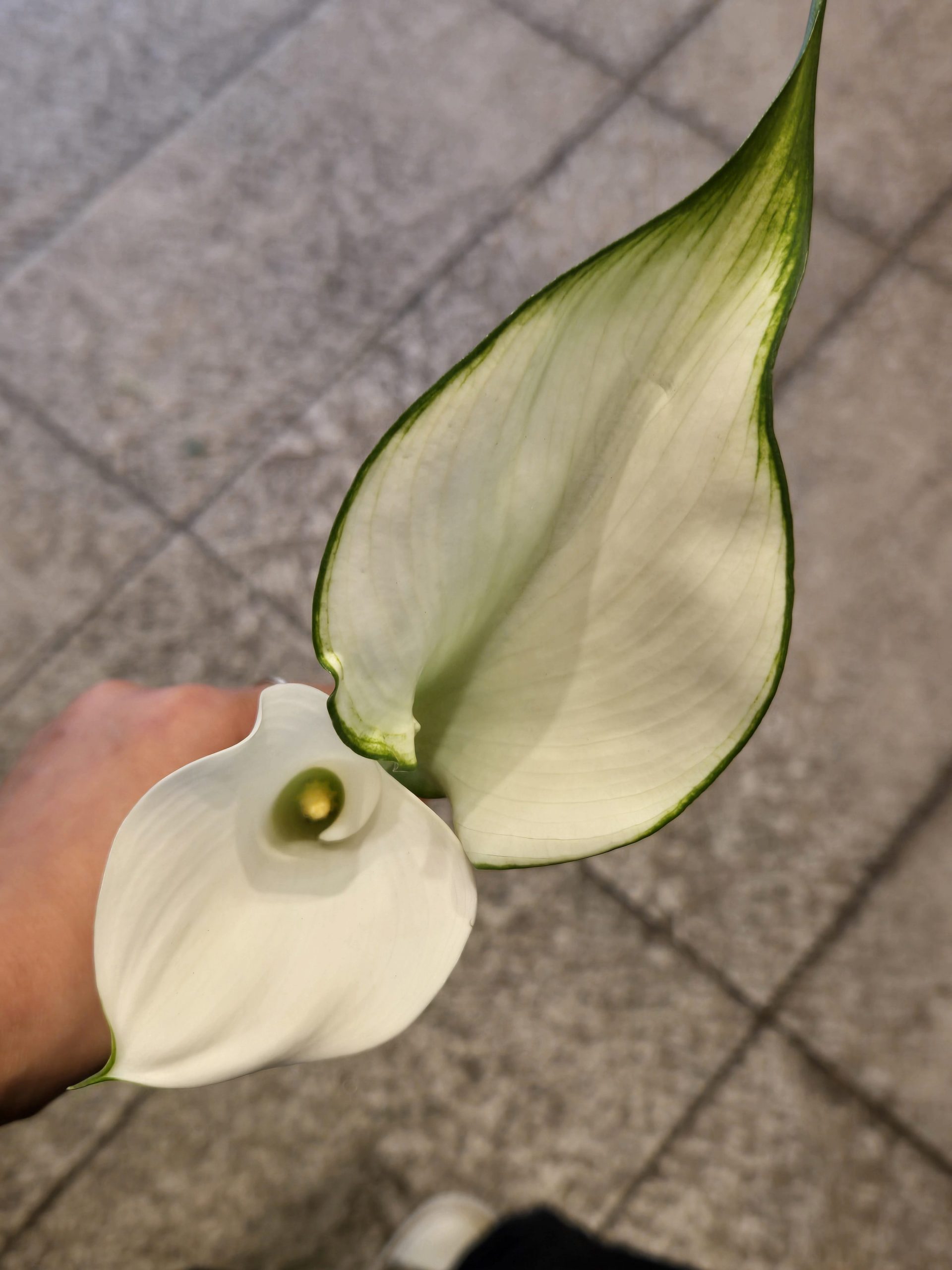 双子｜「花里」　（神奈川県逗子市の花キューピット加盟店 花屋）のブログ