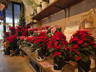 並木｜「花里」　（神奈川県逗子市の花キューピット加盟店 花屋）のブログ