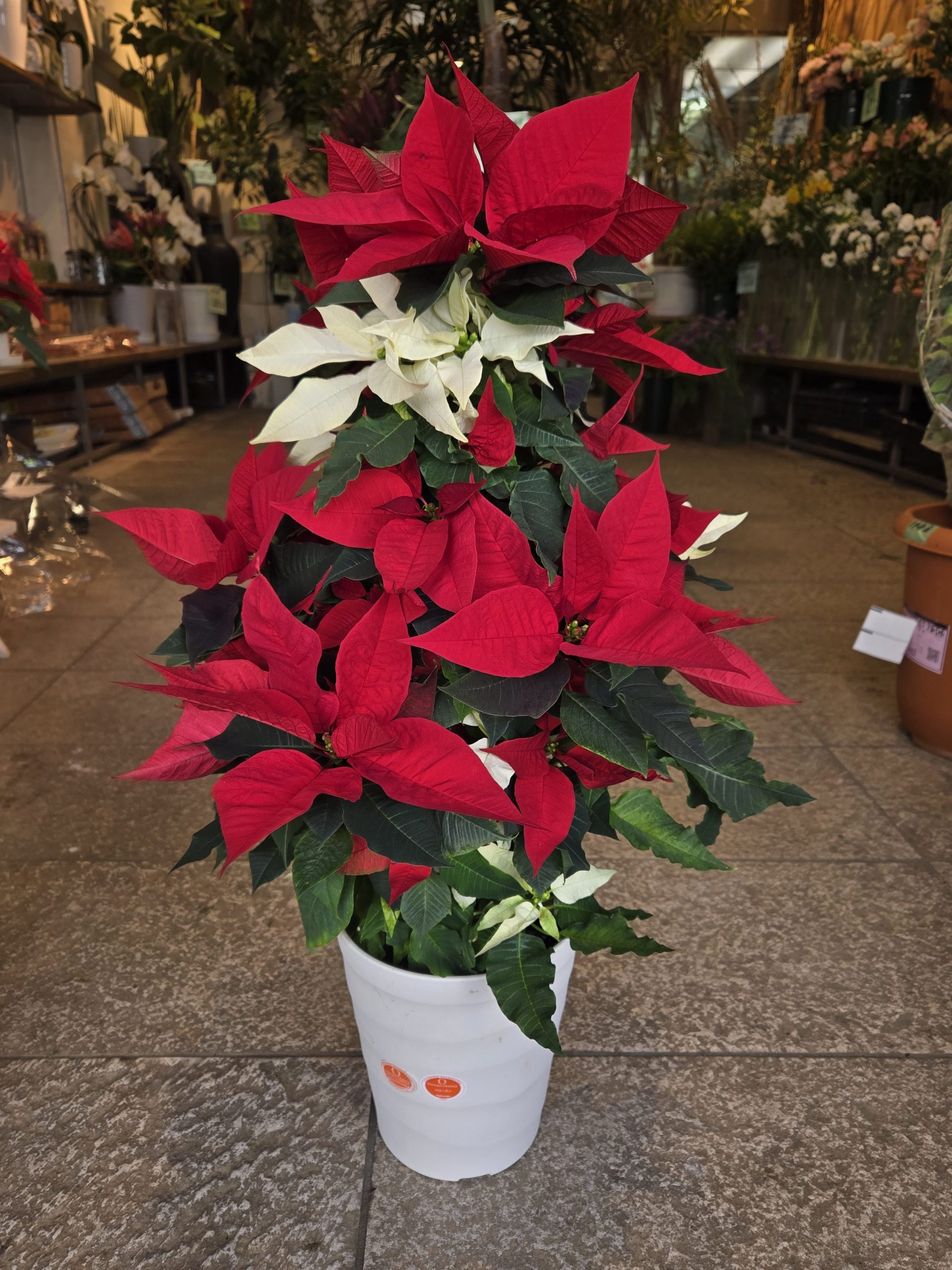 紅白｜「花里」　（神奈川県逗子市の花キューピット加盟店 花屋）のブログ