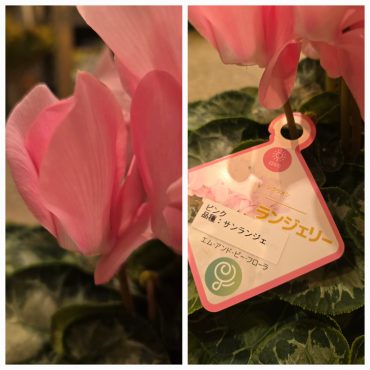 ランジェリー｜「花里」　（神奈川県逗子市の花キューピット加盟店 花屋）のブログ