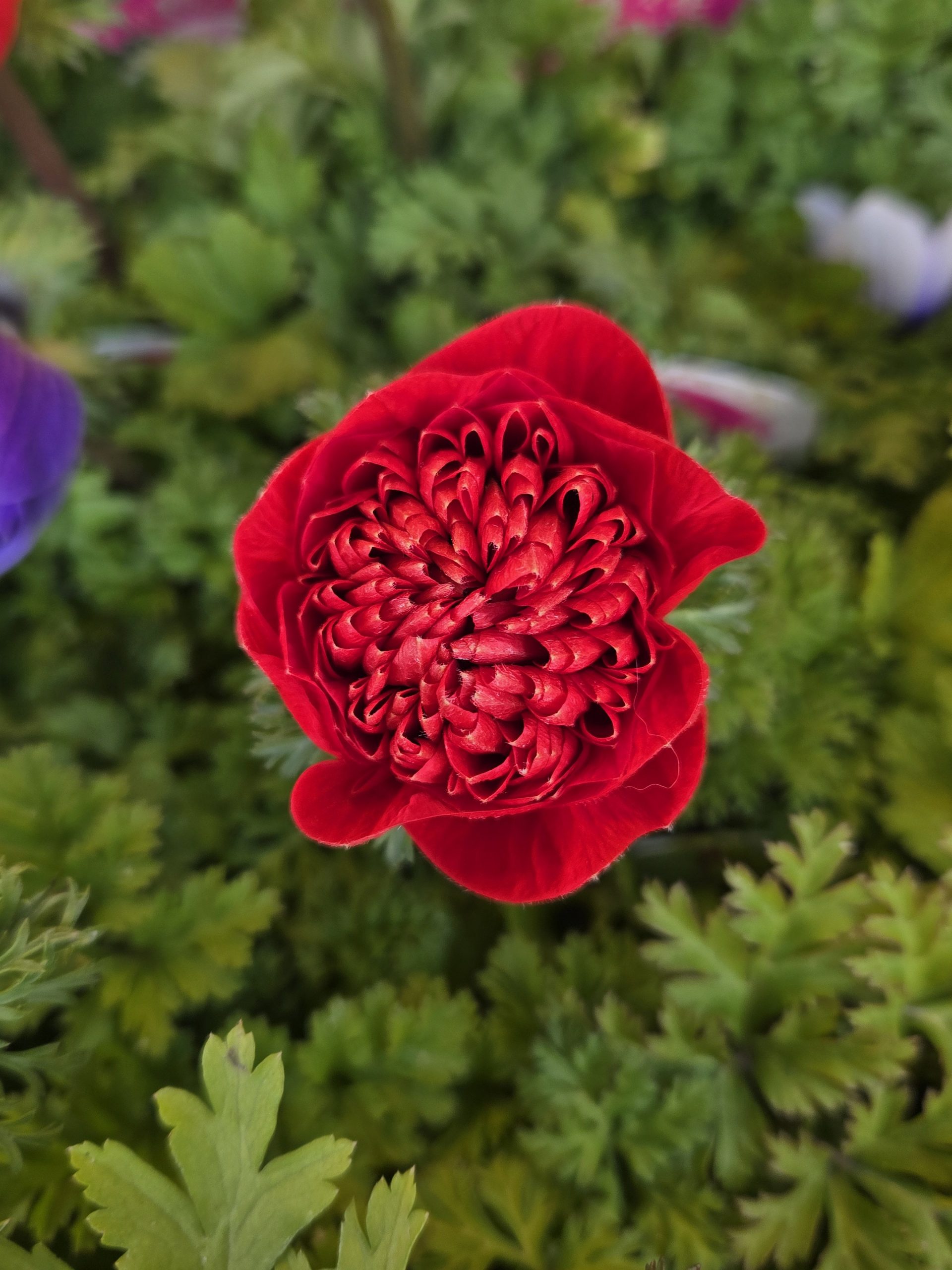 まんまるころん｜「花里」　（神奈川県逗子市の花キューピット加盟店 花屋）のブログ