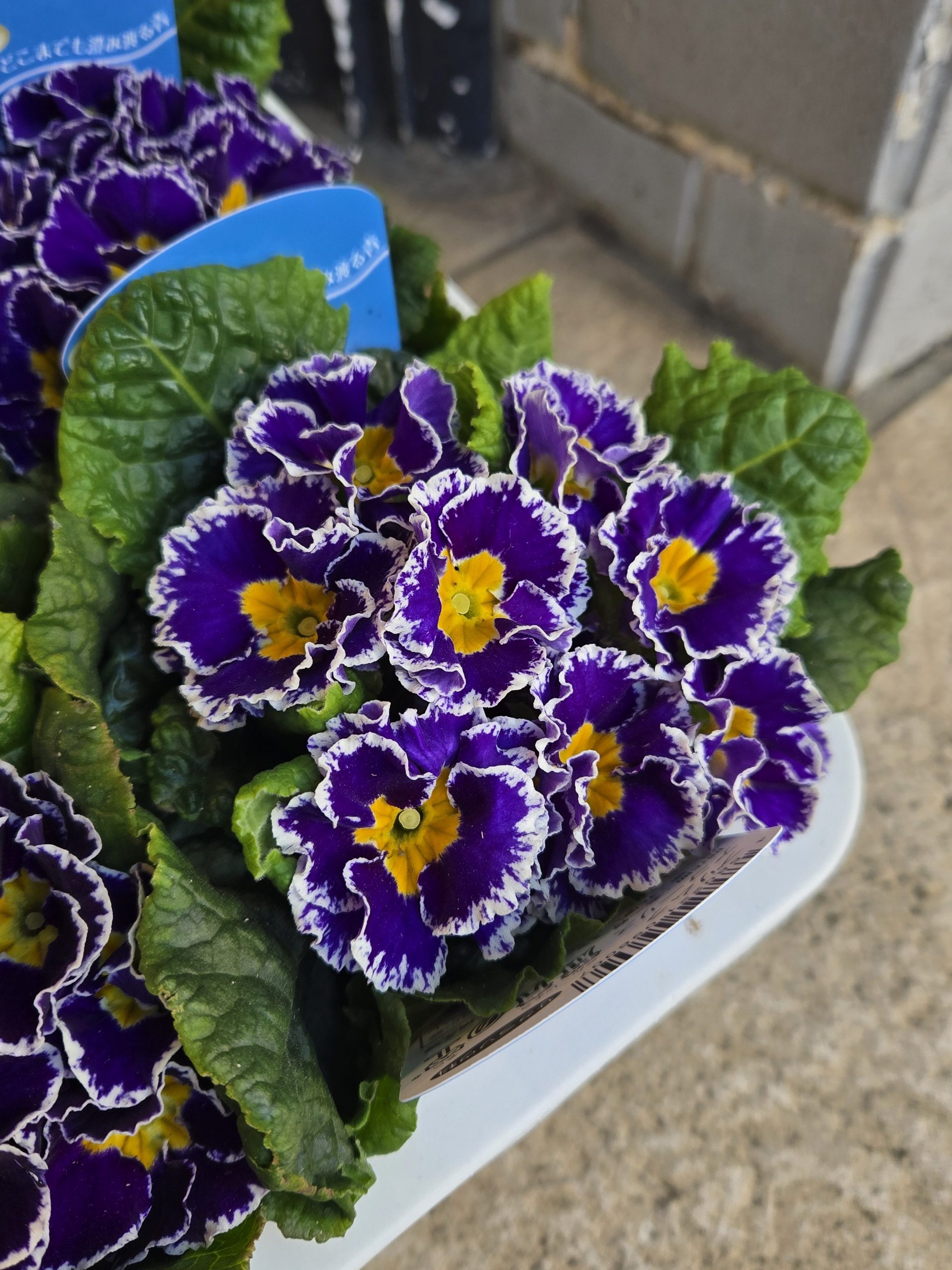 青｜「花里」　（神奈川県逗子市の花キューピット加盟店 花屋）のブログ