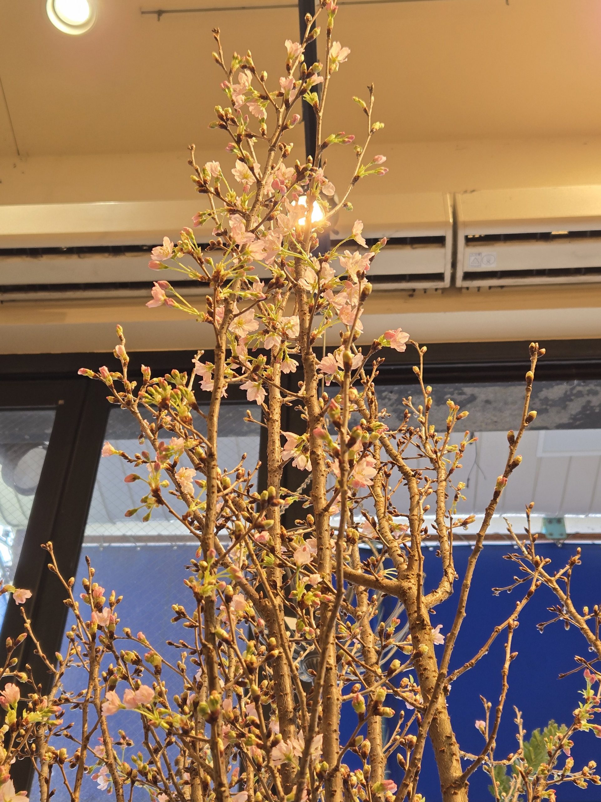 さくらさくら｜「花里」　（神奈川県逗子市の花キューピット加盟店 花屋）のブログ