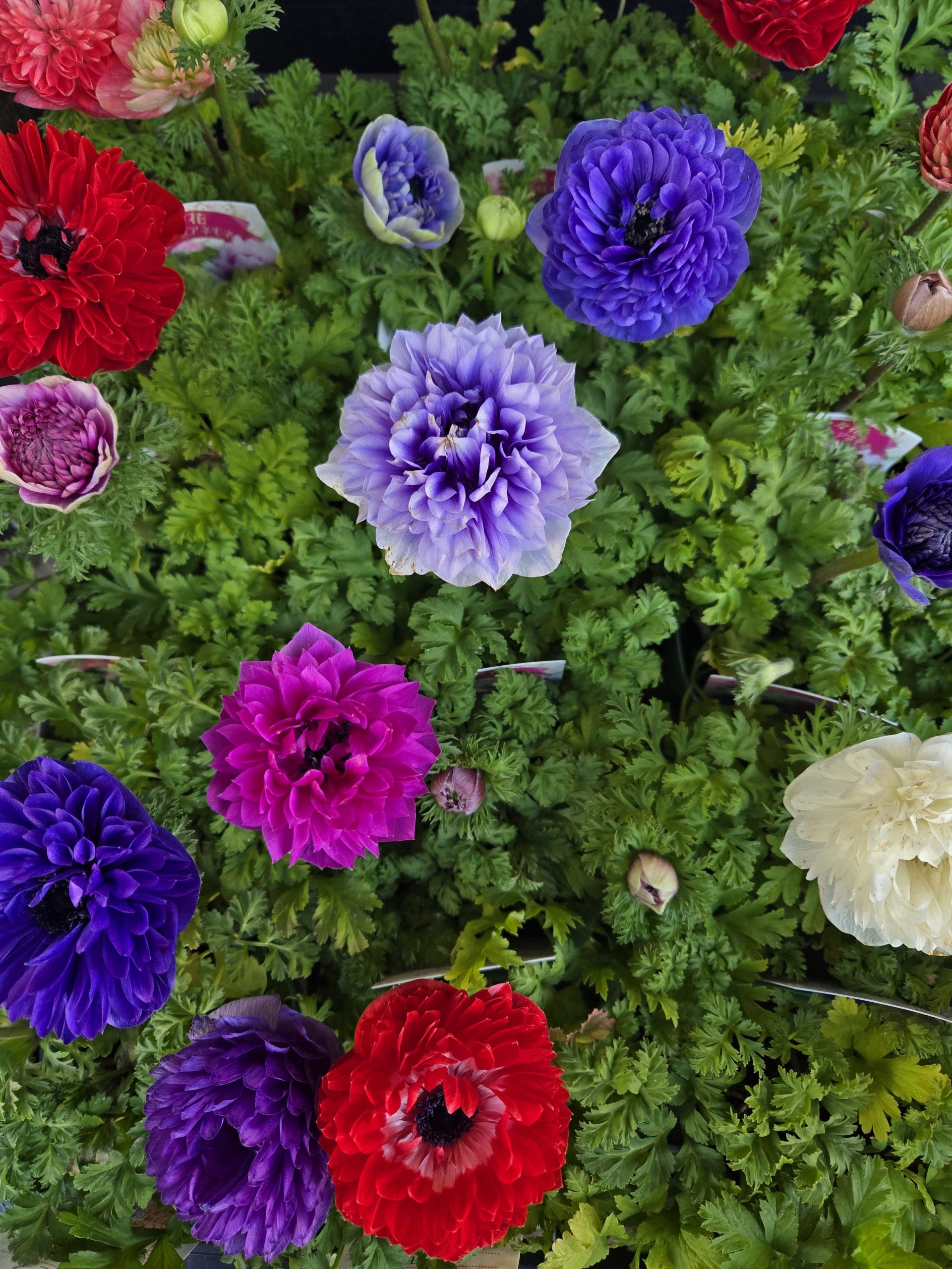ニコニコ｜「花里」　（神奈川県逗子市の花キューピット加盟店 花屋）のブログ